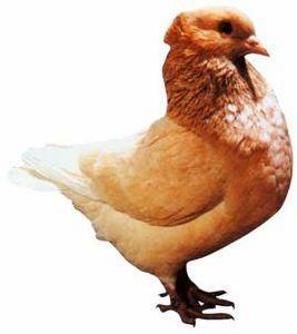 美國巨型毛冠鴿 美國巨型毛冠鴿