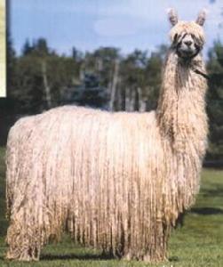 蘇利羊駝 蘇利羊駝