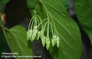 臥莖夜來香 臥莖夜來香