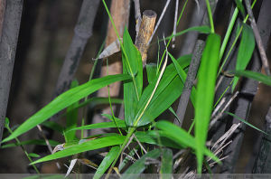 狹葉青苦竹 狹葉青苦竹