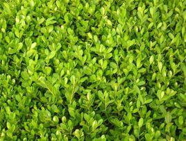 豆瓣黃楊 豆瓣黃楊