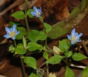 二裂母草葉龍膽 二裂母草葉龍膽