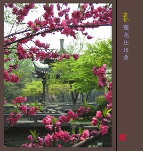 《青房並蒂蓮》 《青房並蒂蓮》