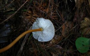 中華乾蘑 中華乾蘑