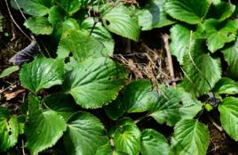 牛耳散血草 牛耳散血草