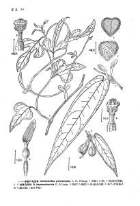 多型葉馬兜鈴 多型葉馬兜鈴