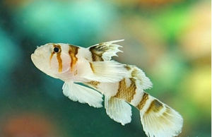 小蝦虎魚 小蝦虎魚