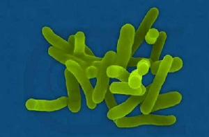 志賀桿菌 志賀桿菌