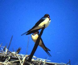 鳥類音樂會 鳥類音樂會