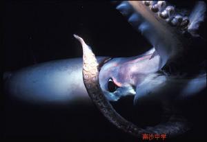 （圖）大王烏賊用體內的血藍蛋白運輸氧氣的化合物