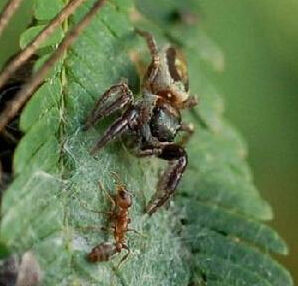 素食蜘蛛 素食蜘蛛