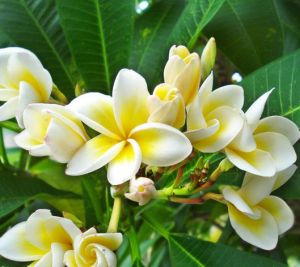 雞蛋花屬 雞蛋花屬