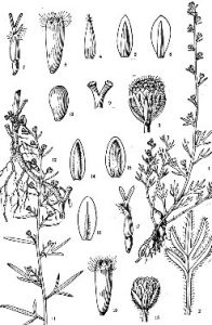 指裂蒿(原變種) 指裂蒿(原變種)