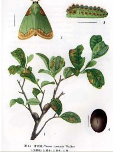 青刺蛾（圖譜）