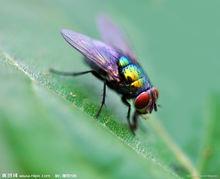 蒼蠅[雙翅目蠅科動物]