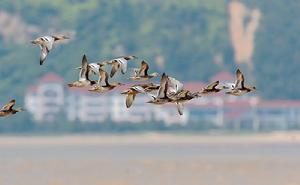 （圖）國際生物多樣性日