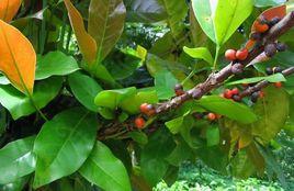 雲南茜草 雲南茜草
