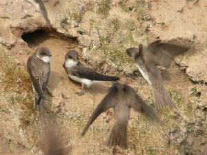 崖沙燕普通亞種