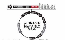 開放讀碼框 開放讀碼框