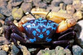 四角招潮蟹 四角招潮蟹