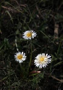 白花蒲公英組 白花蒲公英組