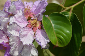 雲南紫薇 雲南紫薇