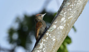 輝姬啄木鳥 輝姬啄木鳥
