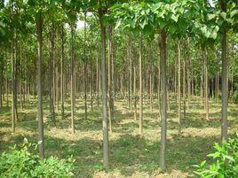 豫楸2號 豫楸2號