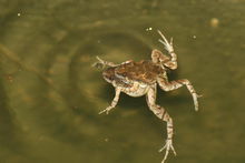 巴氏小雨蛙 巴氏小雨蛙
