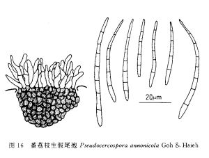 番荔枝生假尾孢