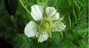 黃色懸鉤子 黃色懸鉤子