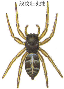 線紋壯頭蛛 線紋壯頭蛛