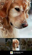 安卓網安卓壁紙V4.0圖冊