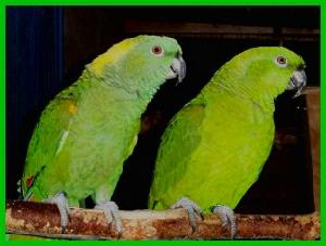 黃頸亞馬遜鸚鵡