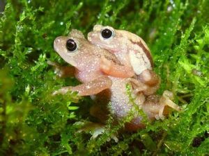 拉布樹蛙 拉布樹蛙