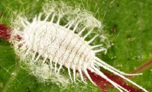 暗色粉蚧 暗色粉蚧