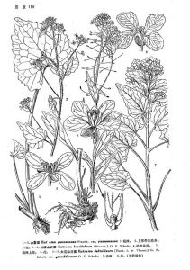 川滇山萮菜 川滇山萮菜