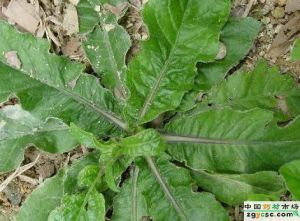 濟陽逐火湯 濟陽逐火湯