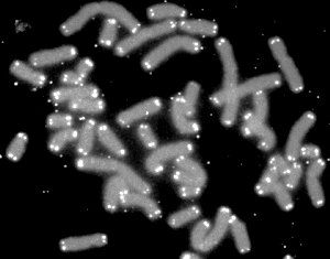 在圖中所有染色體的頂端，都可以看到有一個高亮的端點，那就是“端粒”。