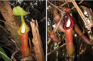 在人工栽培中難以複製愛德華豬籠草所處的高原環境（愛德華豬籠草的下位籠和上位籠）