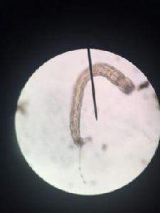 普通仙女蟲 普通仙女蟲