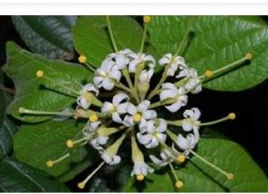 瑤山梭羅 瑤山梭羅