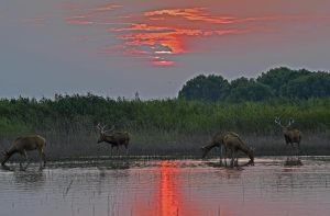 石首麋鹿自然保護區