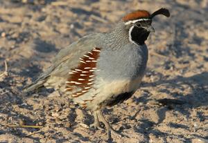 黑腹翎鶉 黑腹翎鶉