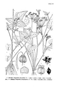 異葉茴芹（原變種）