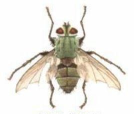 松毛蟲華麗寄蠅 松毛蟲華麗寄蠅