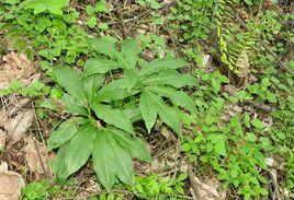 鄂西南星 鄂西南星