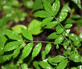 陝西衛矛 陝西衛矛