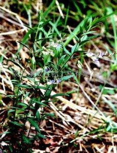 苦遠志提取物 苦遠志提取物