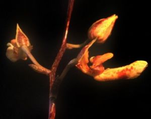 短瓣蘭屬 短瓣蘭屬